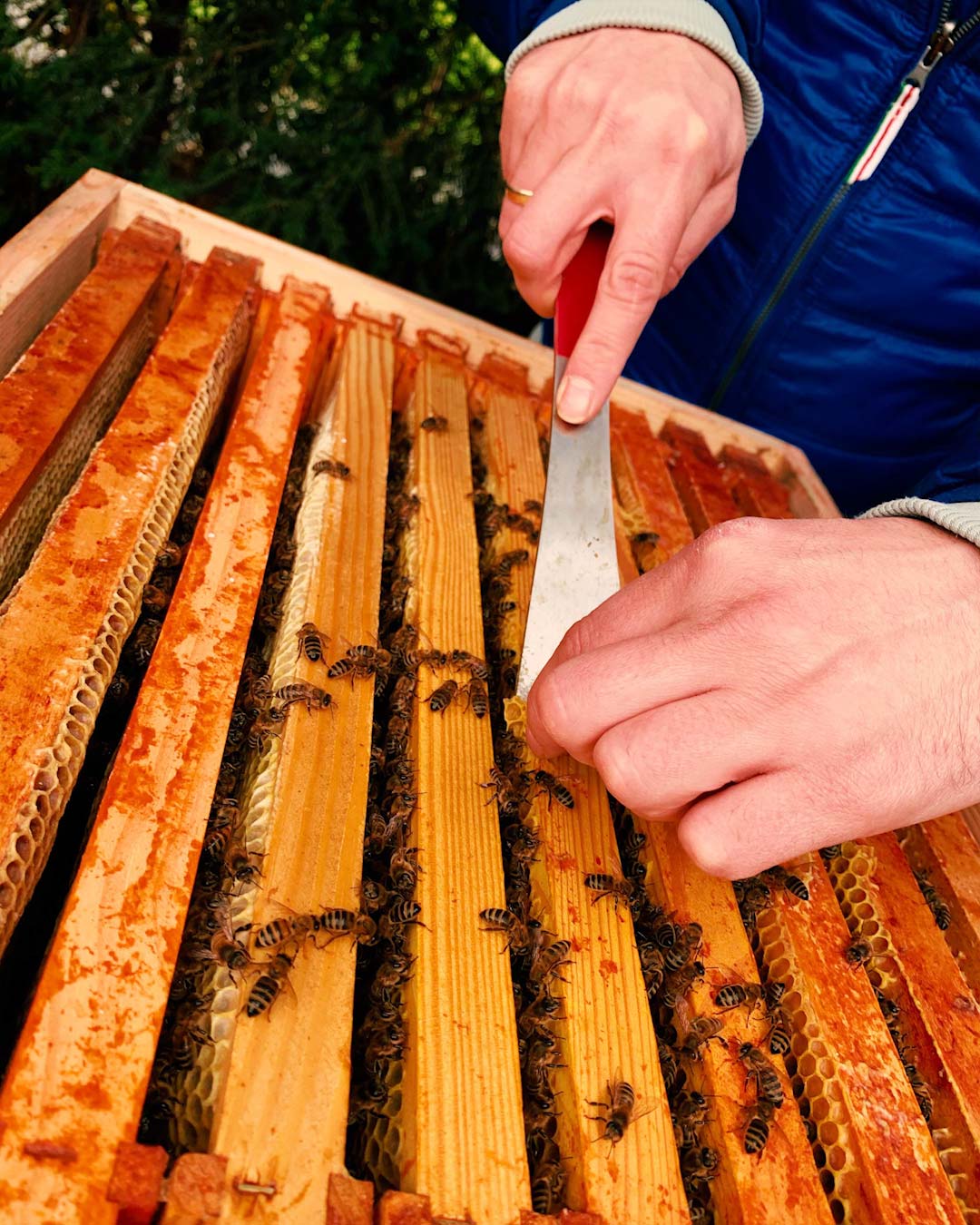 Wildbau entfernen für Honigraum Aufsetzen