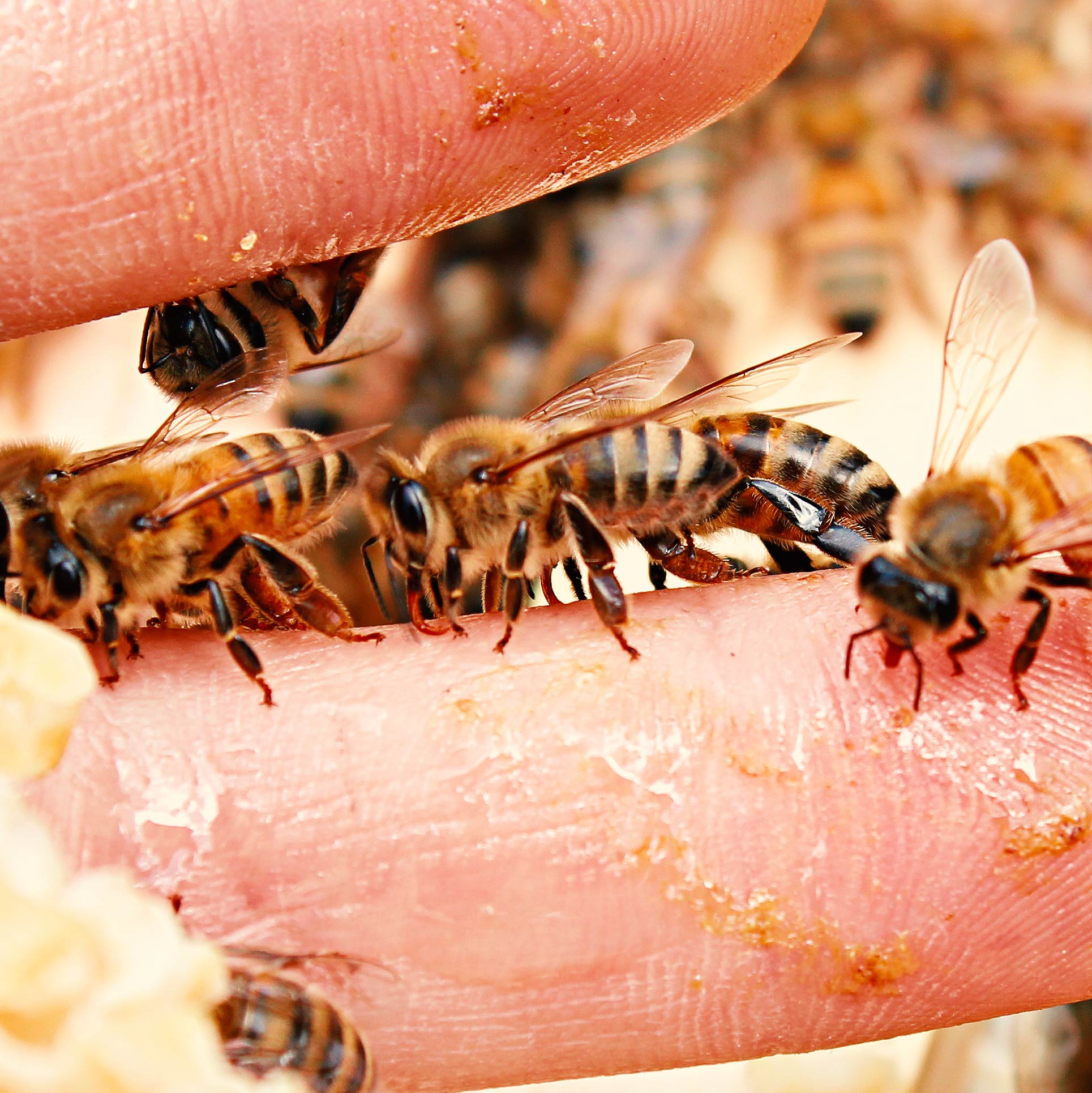 Bienen fressen aus der Hand
