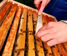 Wildbau entfernen für Honigraum Aufsetzen