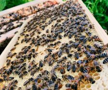 Ableger aufgestellt am neuen Bienenstand 